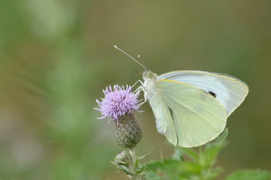 506900schmetterling