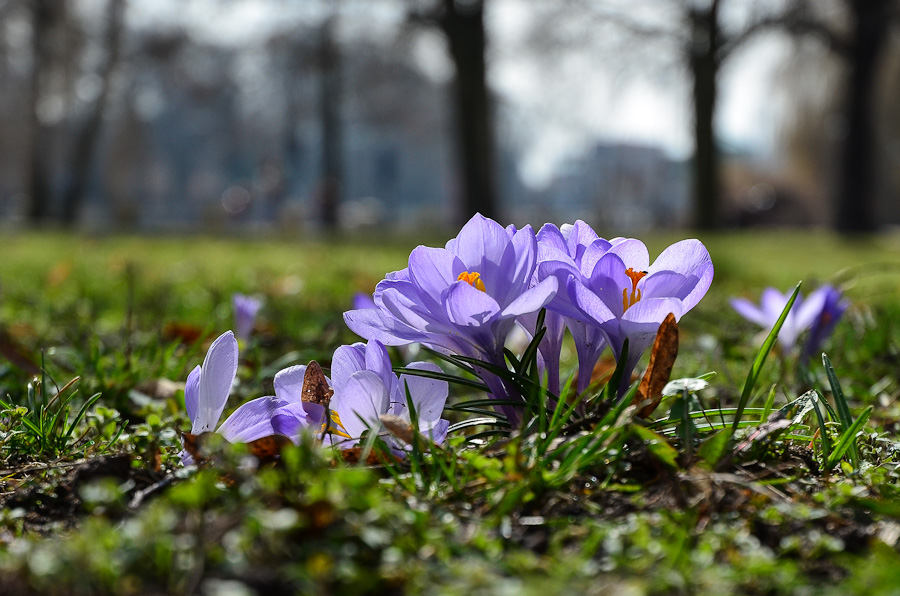 52 mm, 1/1000, f/4.5, ISO 200