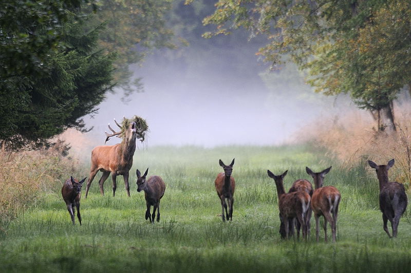 52232