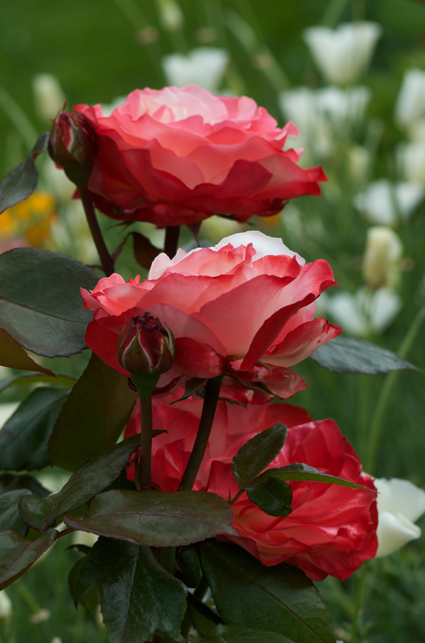52900rosenblumen