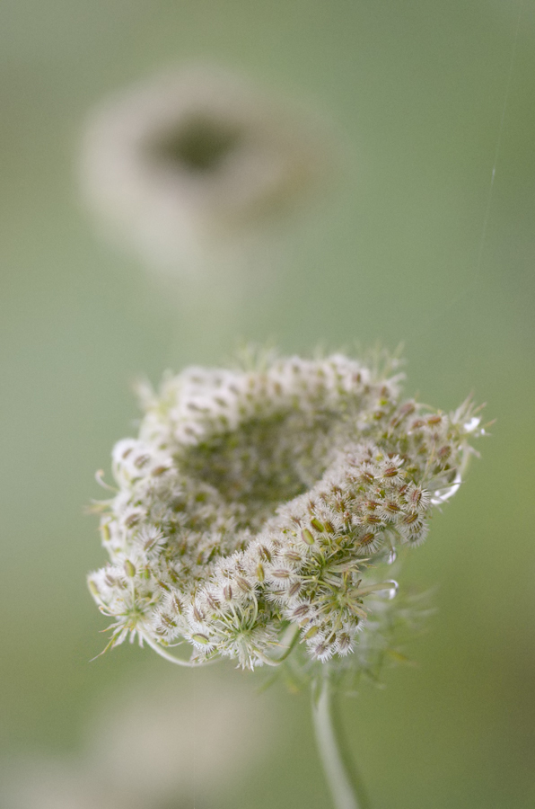 53900gierschblumen