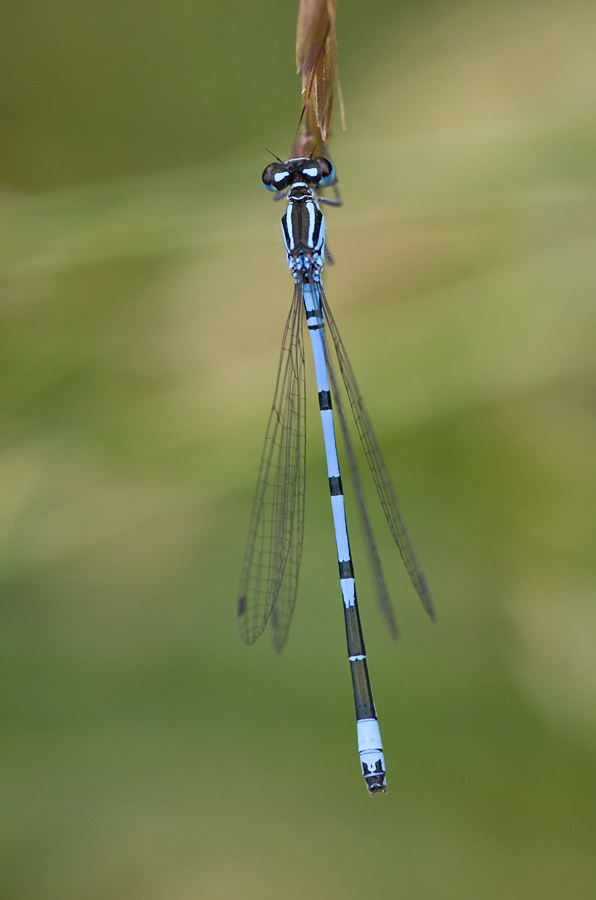 546900libelle