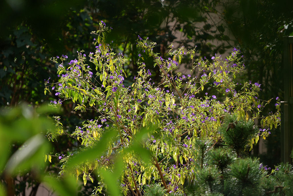 55-200/4-5.6G ED VR Nikkor: Blühender Strauch
D80, ISO 160, WB Sonne, f/8, 1/200s, 200 mm