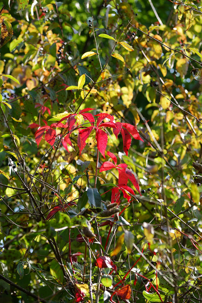 55-200/4-5.6G ED VR Nikkor: Wilder Wein
D80, ISO 160, WB Sonne, f/8, 1/160s, 100 mm