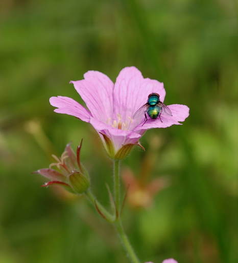555