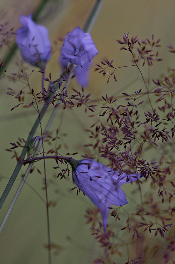 579blumen