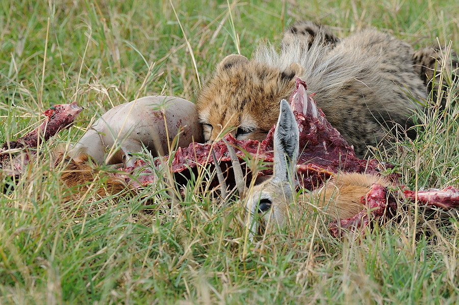 5MasaiMara6 DSC 6029