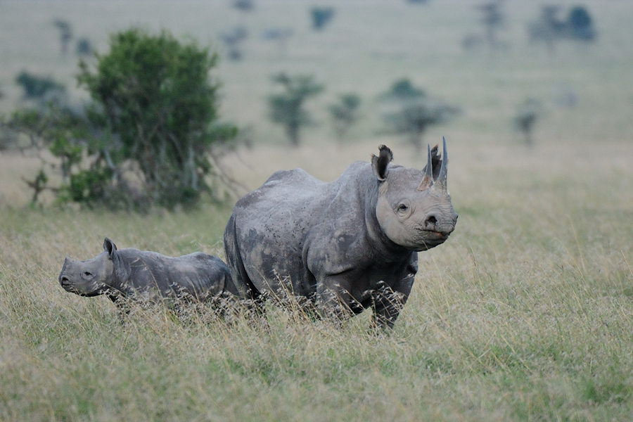 5OlPejeta3 DSC 0530