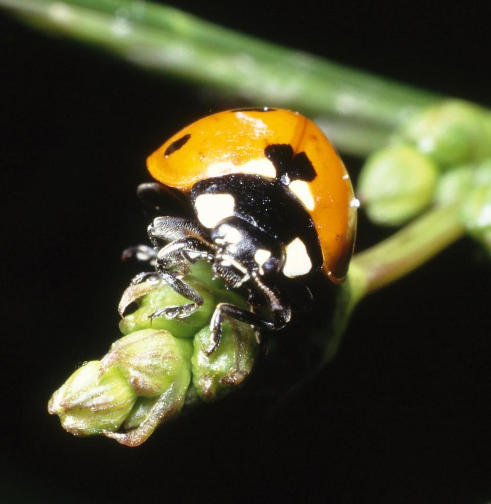 6. Marienkäfer