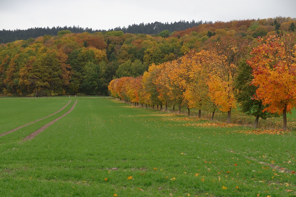 610 013970 Herbst 1020