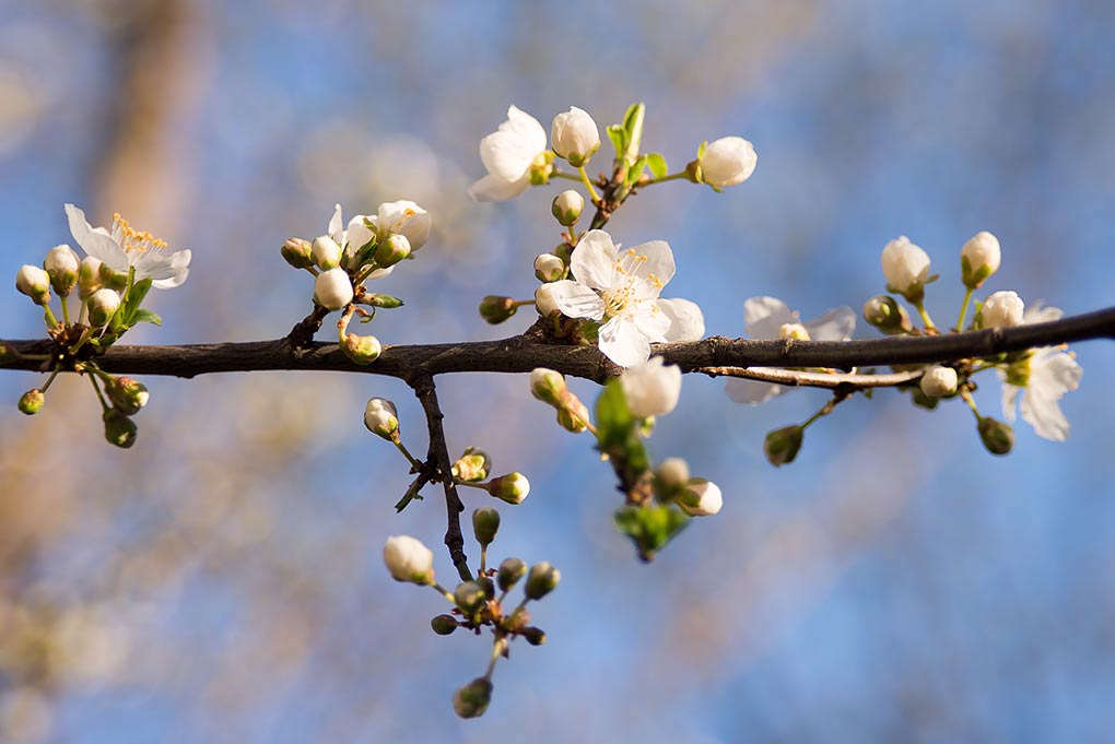 6101863 Erste Frühlingsblüten