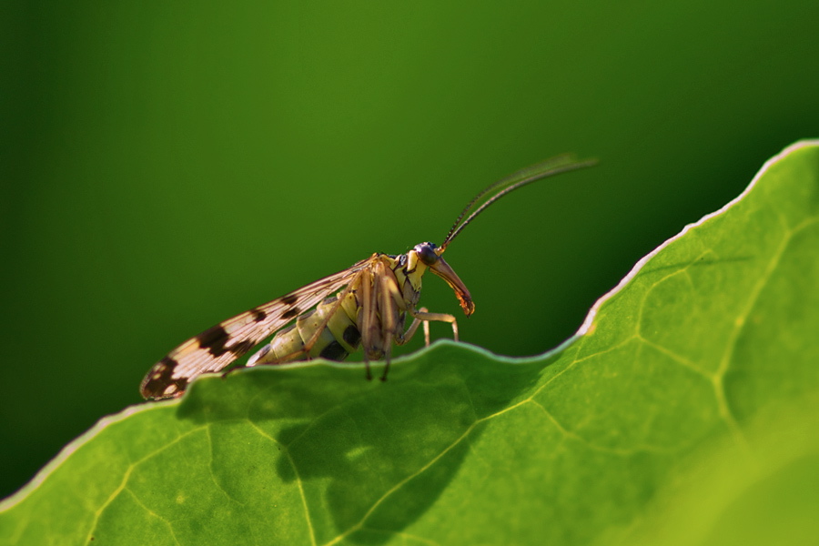 617skorpionsfliege