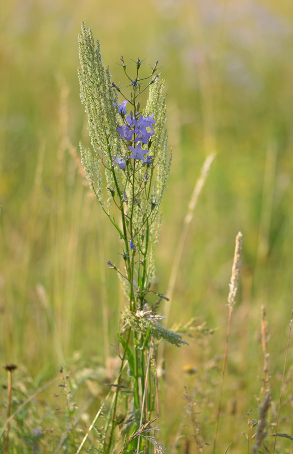 61900blumen