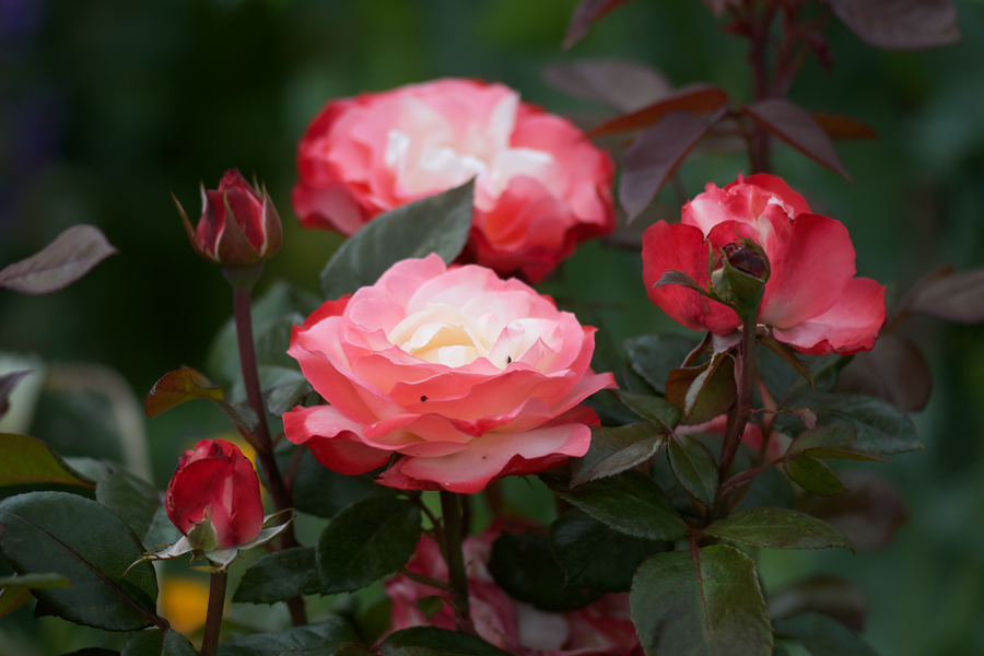 62900rosenblumen