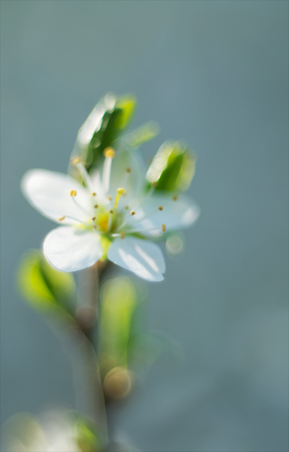 671024blüten