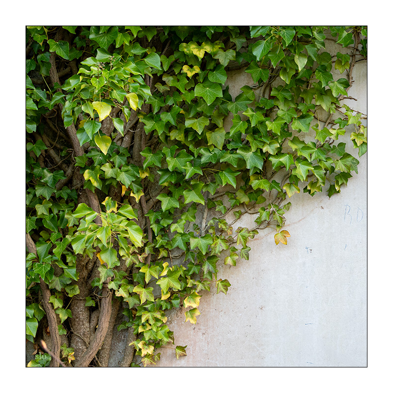 69/365 Birdy – Evergreen © 2026 Sabine Lommatzsch
