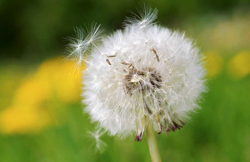 699800wieselöwenzahn