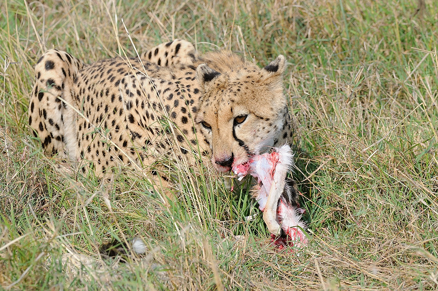 6MasaiMara6 DSC 6160