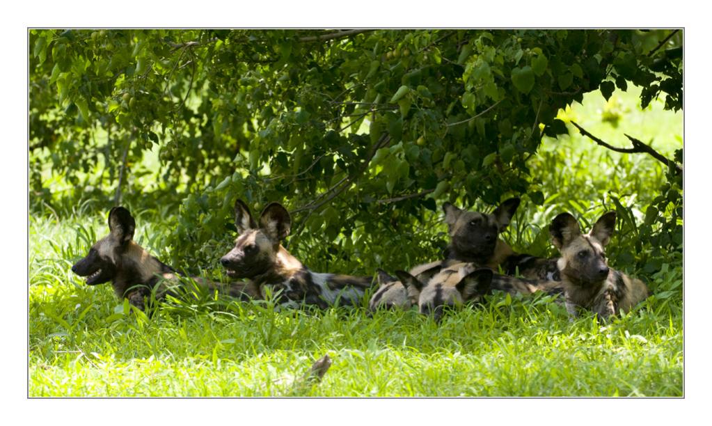 6wilddogs1