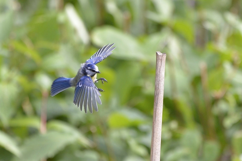 700 2017