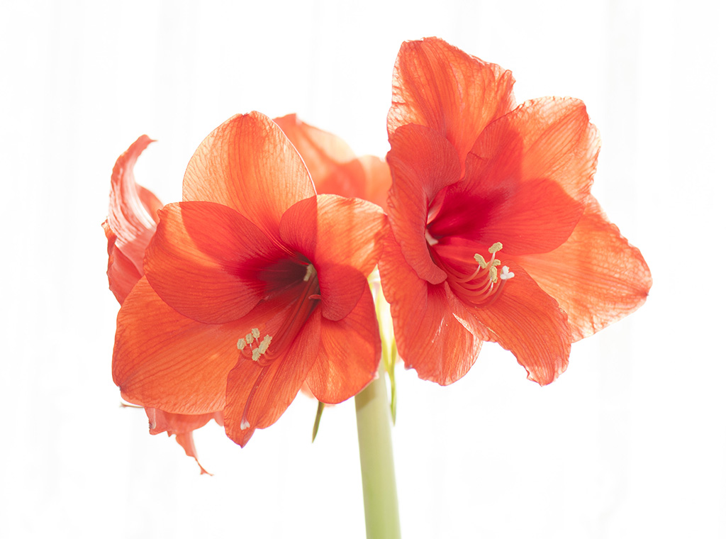 7003156 Amaryllis