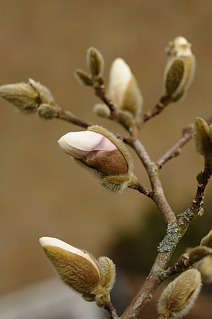 7004885x