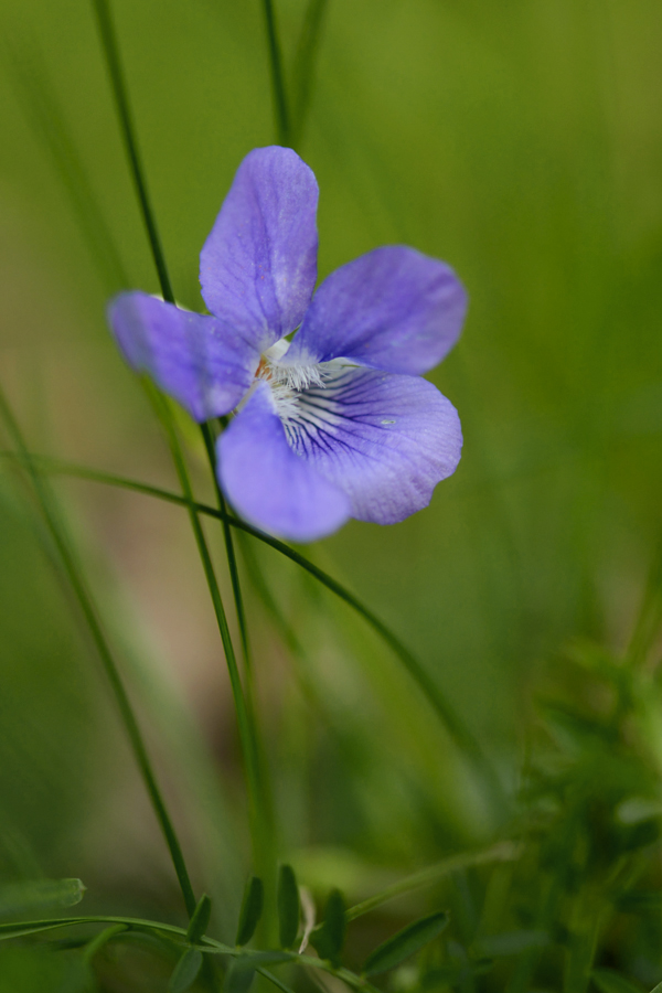 701900blumen