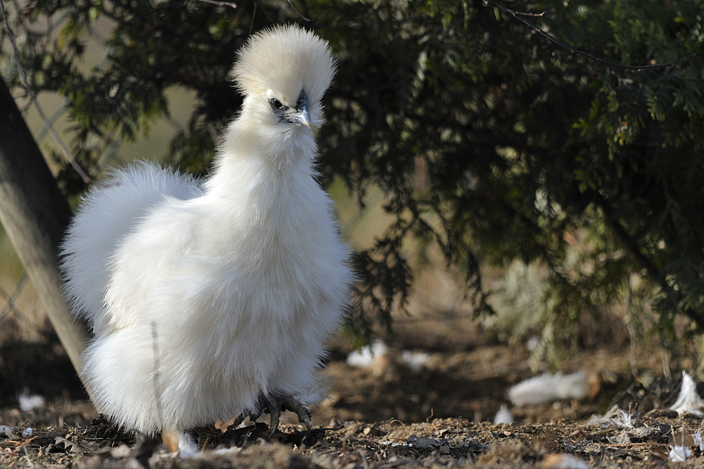 702 0847 2012 01 02 896 Huhn