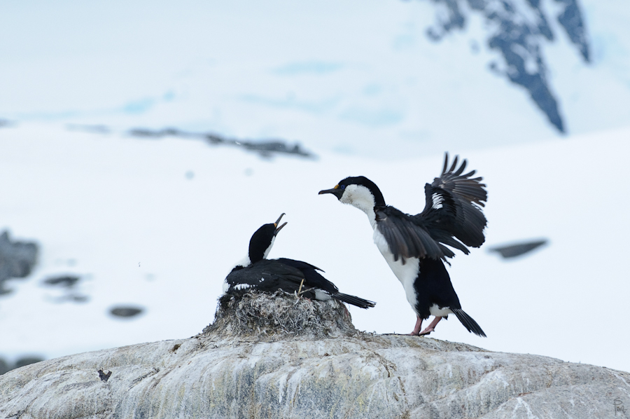 7090, Blue-eyed shag/Imperial shag (Blauaugenscharbe oder Antarktischer Kormoran)
