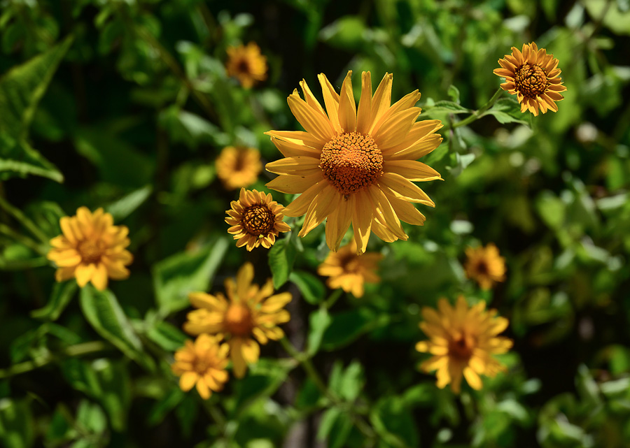 70mm, 1/1250, f5.6, ISO 200