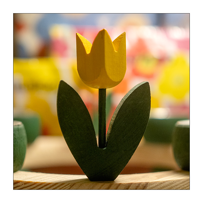 72/365 KT Tunstall – Yellow Flower © 2026 Sabine Lommatzsch