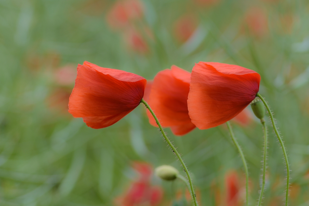 720 0614
Mohn