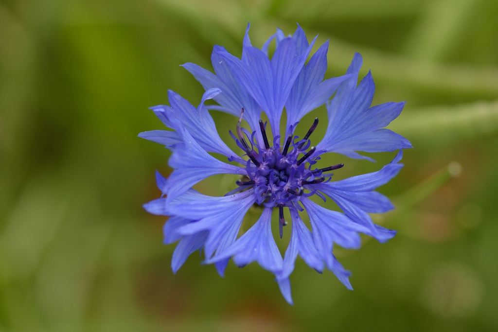 720 0618
Kornblume