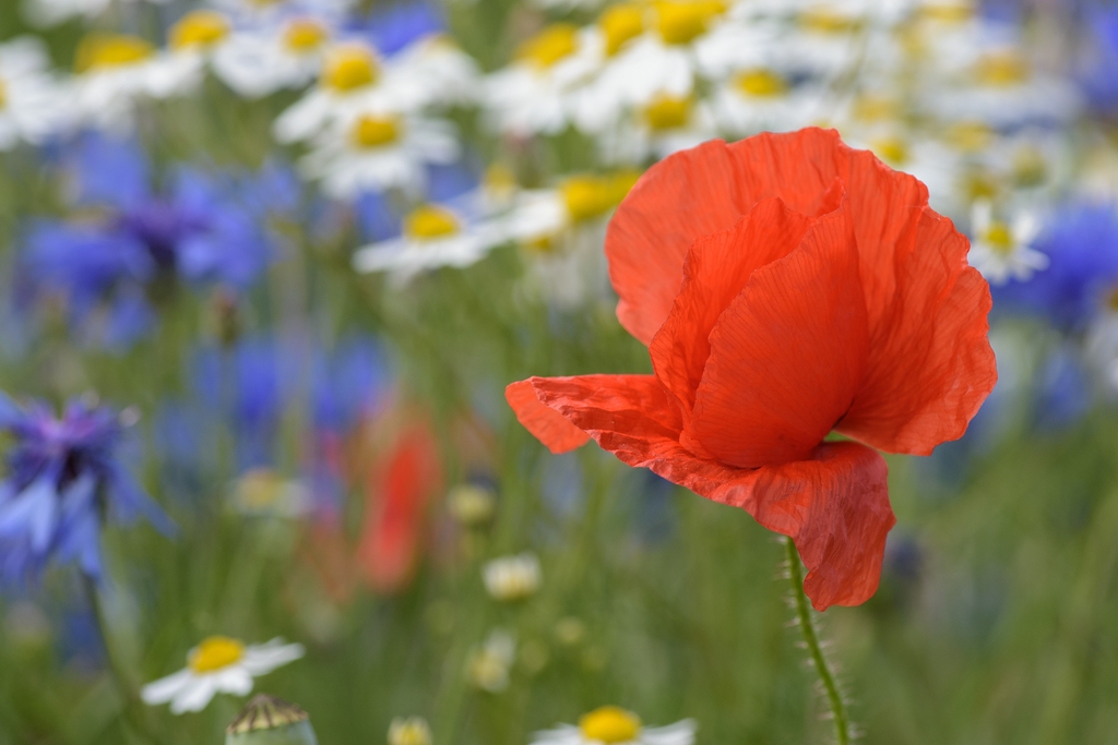 720 0631
Mohnblume