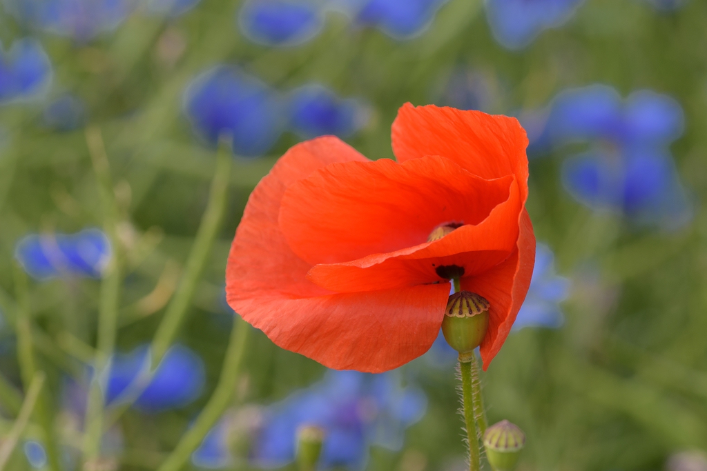 720 0632
Mohnblume