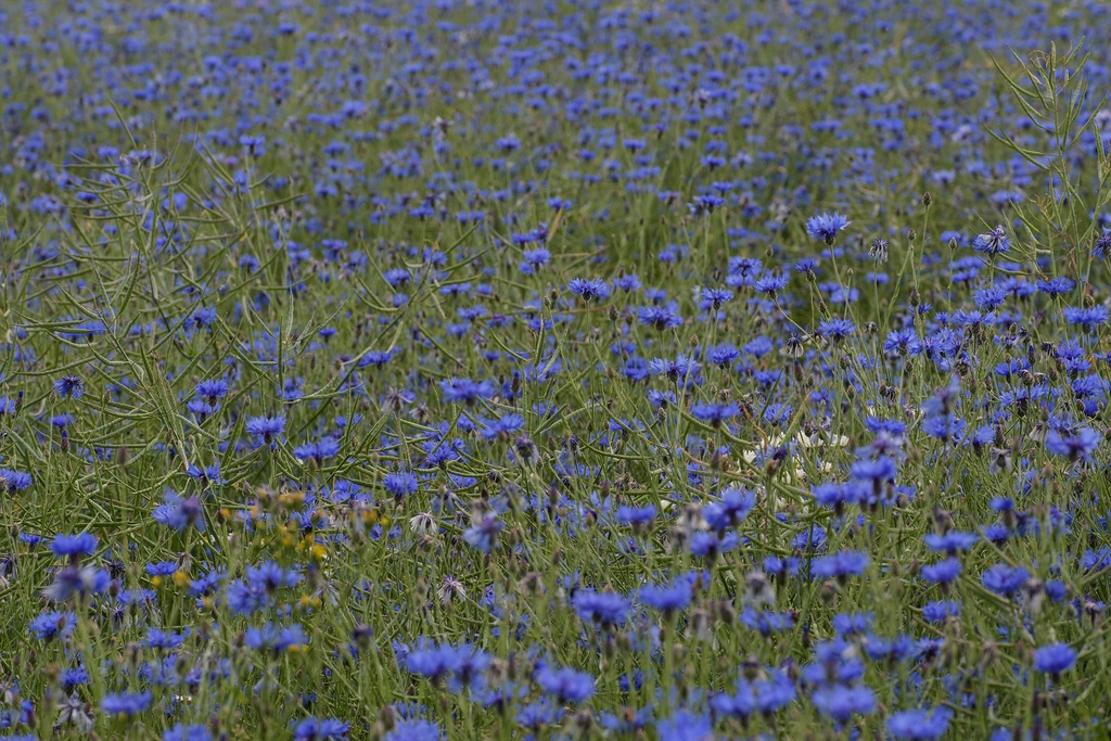 720 0633
Rapsfeld mit Kornblumen