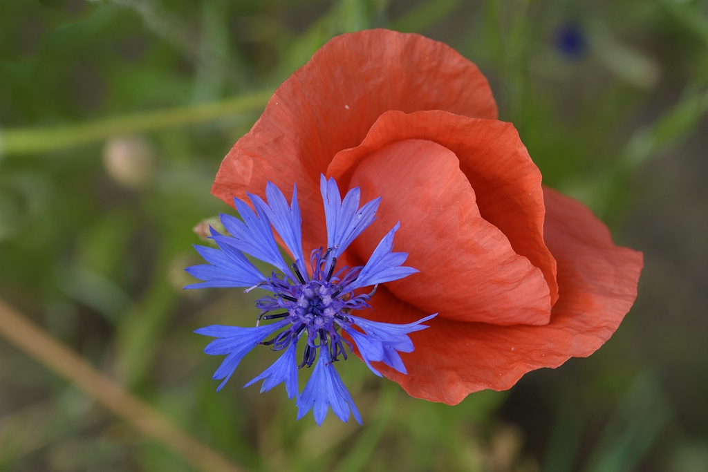 720 0636
Kornblume Mohn