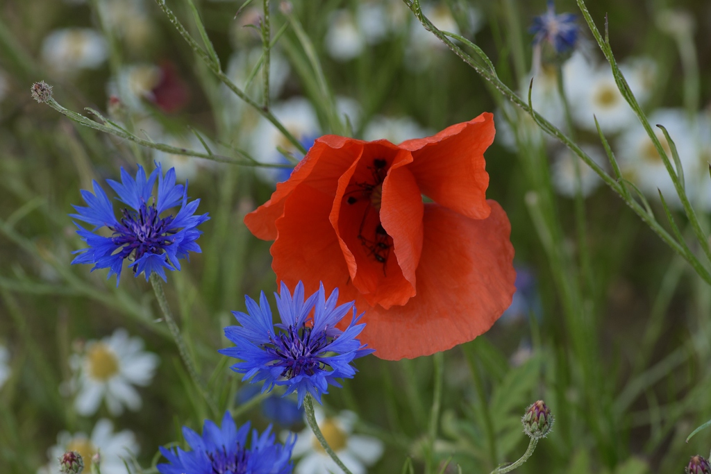 720 0638
Mohn
