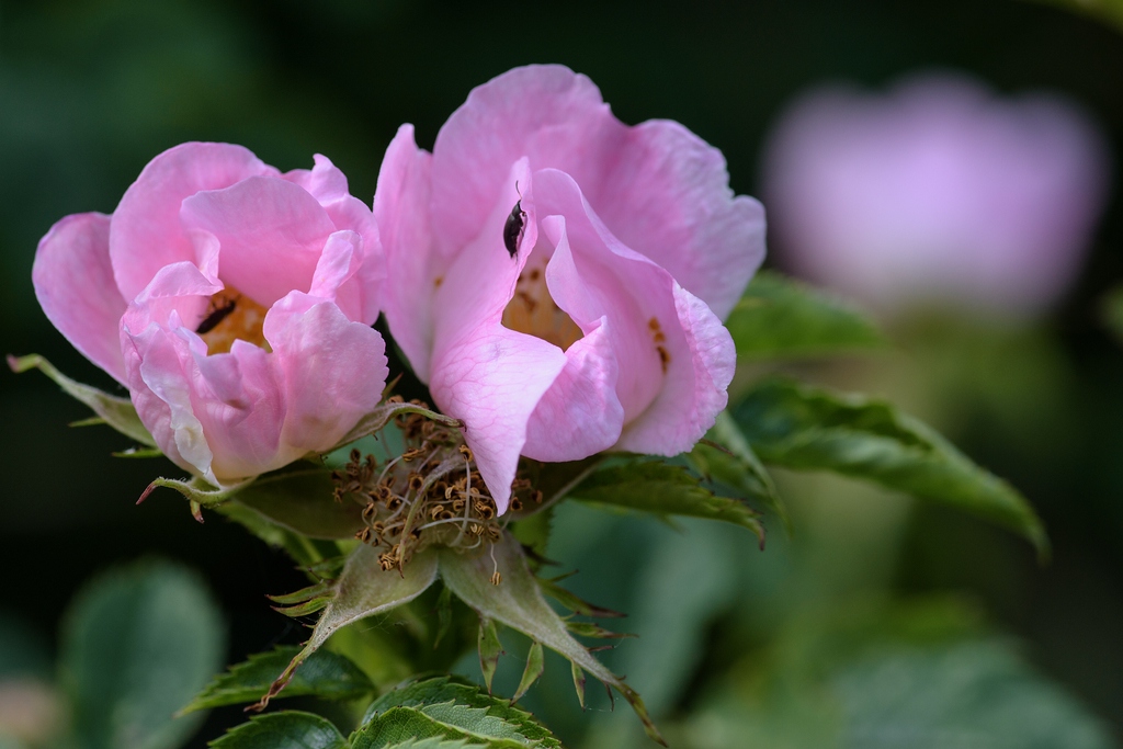 720 0650
Heckenrose