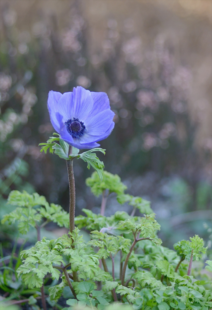 721024blumen
