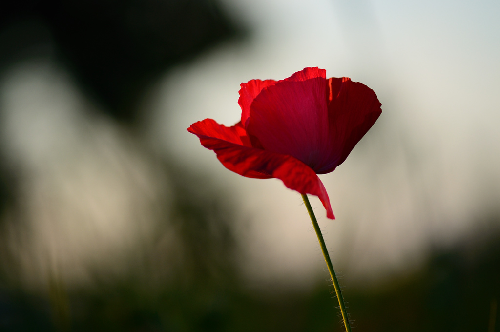 72mohn