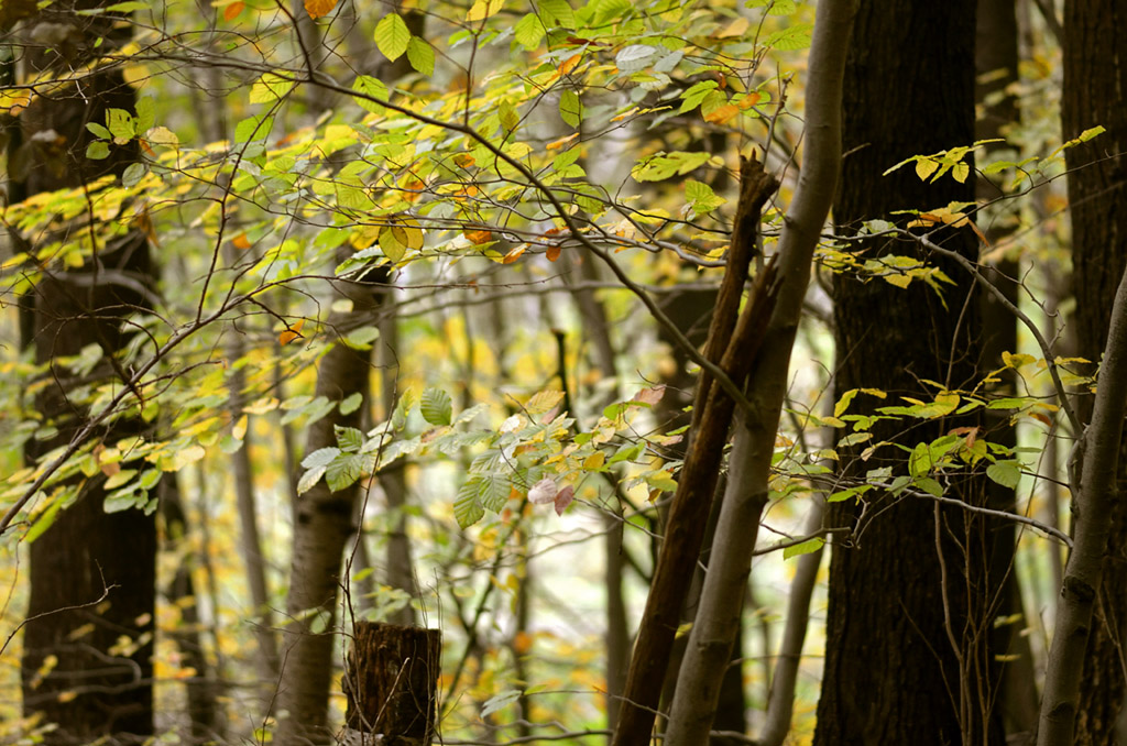 75herbst