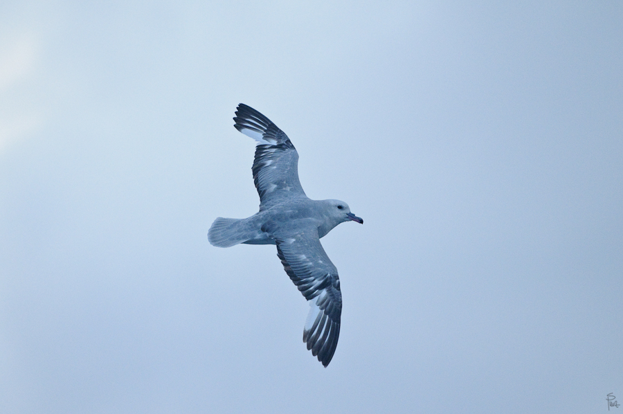 7687, Silbersturmvogel oder Antarktischer Eissturmvogel (Southern Fulmar)
