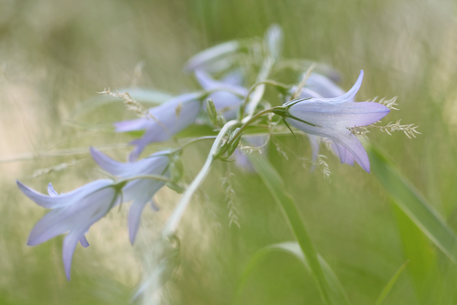 774900blumen