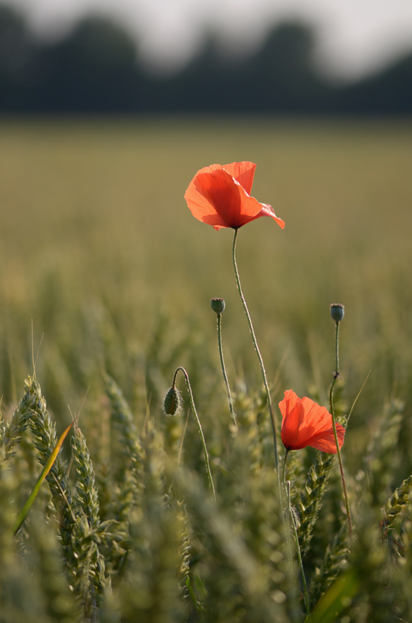 781900mohn