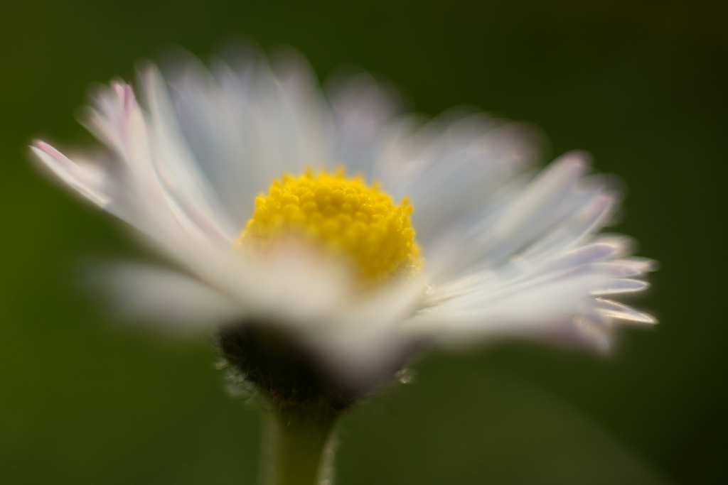 791024blumenzwiri36mm