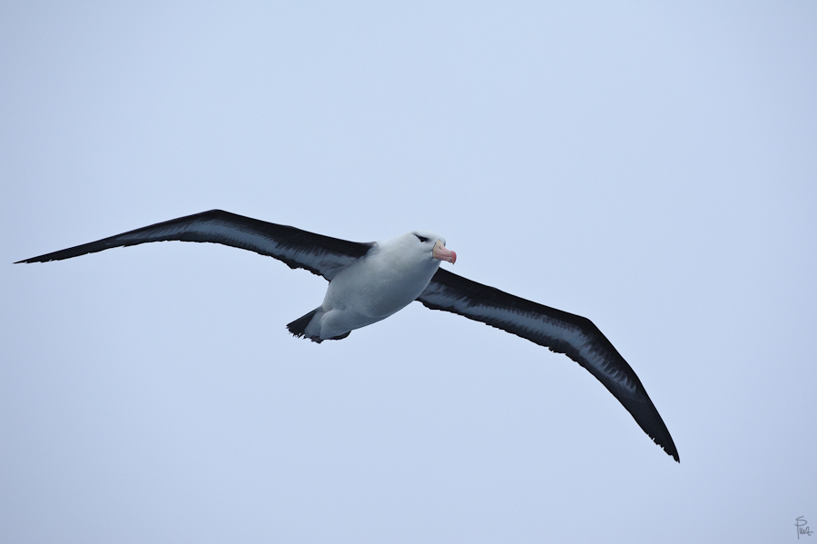 7914, Schwarzbrauenalbatros (Black-browed Albatross/Mollymawk)