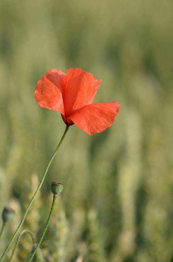 797900mohn