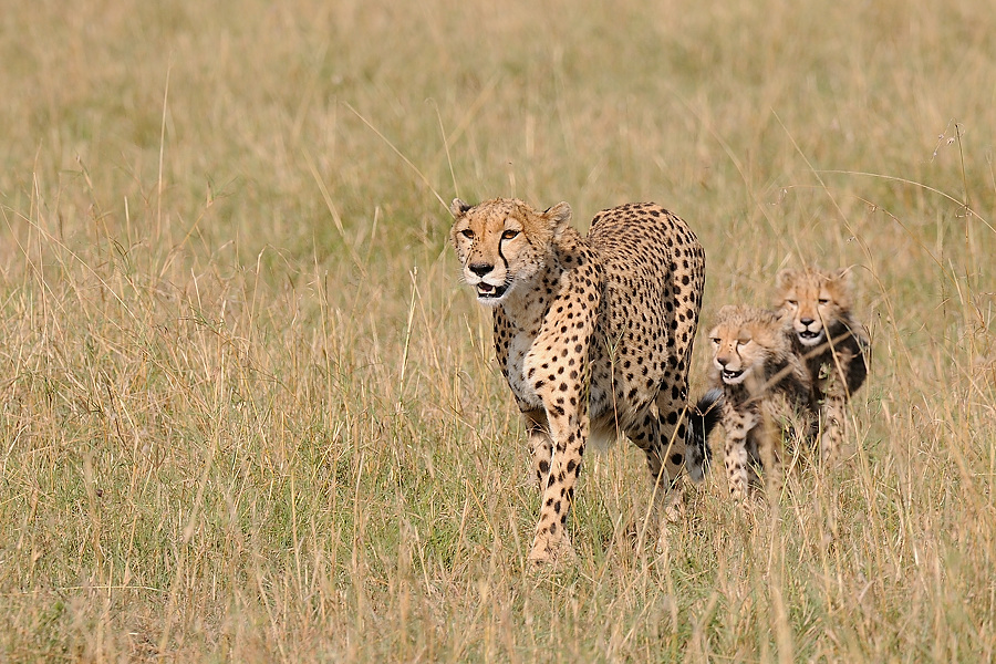 7MasaiMara4 DSC 4012