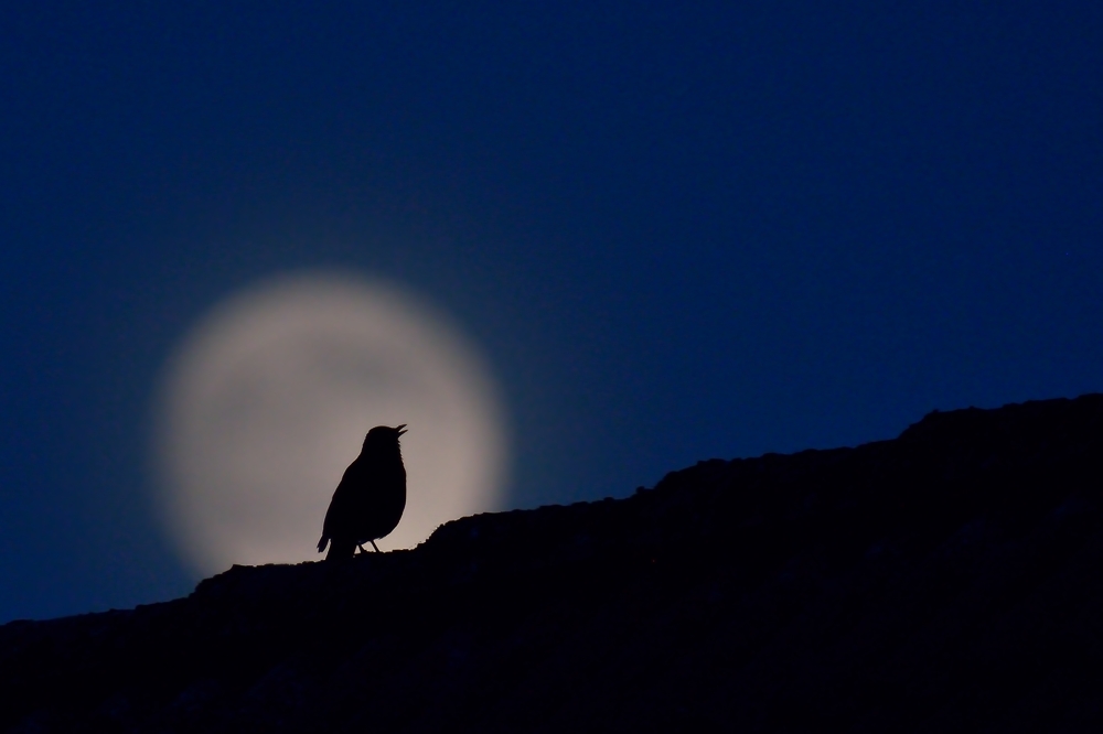 800 1108cf: Amsel im Mond